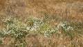 Many wildflowers among the steppe grasses. Floral background. Beautiful, varied flowers