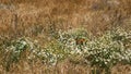 Many wildflowers among the steppe grasses. Floral background. Beautiful, varied flowers