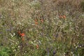 Many wildflowers among the steppe grasses. Floral background. Beautiful, varied flowers