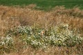 Many wildflowers among the steppe grasses. Floral background. Beautiful, varied flowers