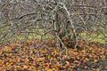 Many windfall apples