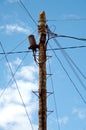 Many wires on an electric pillar