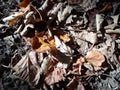 Many withered, dry, autumn leaves on clay soil in the forest. Sticks, twigs. Brown, yellow, gray colors. Daylight. Last Royalty Free Stock Photo