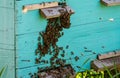 Many worker honeybees hang on top of each other on their hive