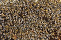 many workers bees seen from above on a piece of honeycomb, Bee background