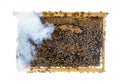 many workers bees seen from above on a piece of honeycomb. You can see bee larvae