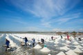 Many workers working in the salt pan field Royalty Free Stock Photo