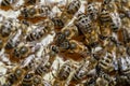 Many working bees on honeycomb, closeup. Colony of bees in apiary. Beekeeping in countryside. Macro shot with in a hive in a Royalty Free Stock Photo