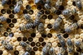 Many working bees on honeycomb, closeup. Colony of bees in apiary. Beekeeping in countryside. Macro shot with in a hive in a Royalty Free Stock Photo