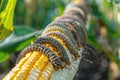 Many Worms Eats Corn Cobs on Corn Field, Hungry Caterpillars Eats Corn Cob, Fall Armyworm Royalty Free Stock Photo