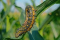 Many Worms Eats Corn Cobs on Corn Field, Hungry Caterpillars Eats Corn Cob, Fall Armyworm Royalty Free Stock Photo