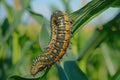 Many Worms Eats Corn Cobs on Corn Field, Hungry Caterpillars Eats Corn Cob, Fall Armyworm