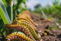 Many Worms Eats Corn Cobs on Corn Field, Hungry Caterpillars Eats Corn Cob, Fall Armyworm Royalty Free Stock Photo