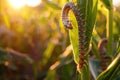 Many Worms Eats Corn Cobs on Corn Field, Hungry Caterpillars Eats Corn Cob, Fall Armyworm Royalty Free Stock Photo