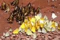 Many yellow and black pieridae butterflies gathering water on floor mud. Butterflies are feeding mineral in salt marsh