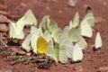 Many yellow and black pieridae butterflies gathering water on floor mud. Butterflies are feeding mineral in salt marsh