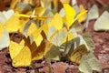 Many yellow and black pieridae butterflies gathering water on floor mud. Butterflies are feeding mineral in salt marsh