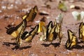 Many yellow and black pieridae butterflies gathering water on floor mud. Butterflies are feeding mineral in salt marsh