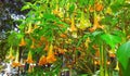 Many yellow brugmansia named angels trumpet or Datura flower blossom in summer time