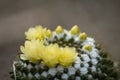 Many yellow cactus flowers on the spiky tree Royalty Free Stock Photo