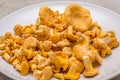 Many yellow chanterelle edible mushrooms Cantharellus cibarius