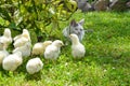 Many yellow chickens Royalty Free Stock Photo