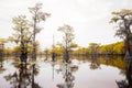 Yellow Cypress Trees On a Lake-3