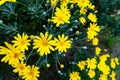 Many yellow daisies Daisy Asteraceae with green blurred background, blooming in autumn in Kenroku-en Garden in Kanazawa, Japan Royalty Free Stock Photo