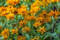 Many yellow daisies. Royalty Free Stock Photo