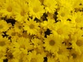 Many yellow daisy flowers, bouquet. Royalty Free Stock Photo