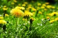 Many yellow dandelions on the green field with lush grass on the backyard highlighted by the bright sunbeams. Nature Royalty Free Stock Photo