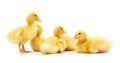 Many yellow ducklings Royalty Free Stock Photo