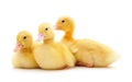 Many yellow ducklings Royalty Free Stock Photo