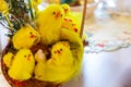 Many yellow Easter chicks in wicker Easter basket decorated with green boxwood branches Royalty Free Stock Photo