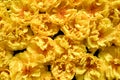 Many Yellow flower blossom nature background Royalty Free Stock Photo