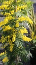 Mimosa plants in march symbol of international womens day Royalty Free Stock Photo