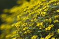 Many yellow flowers