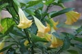 Many yellow flowers, Brugmansia named angels trumpet or Datura flower. Royalty Free Stock Photo