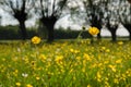 Many yellow flowers, buttercup in spring blooming meadow. Royalty Free Stock Photo