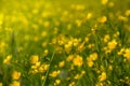 Many yellow flowers, buttercup in spring blooming meadow. Royalty Free Stock Photo