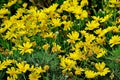 Many yellow flowers in the field, blooming daisies Royalty Free Stock Photo