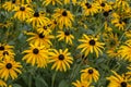 Many yellow flowers with leaves