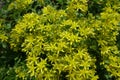 Many yellow flowers of Sedum kamtschaticum