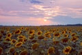 Many yellow flowers in sunflower field against cloudy sunset sky, summer late evening sun, duotone background Royalty Free Stock Photo