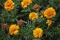 Many yellow flowers Tagetes Patula in bloom. The flower Tagetes patula in the garden. Marigold Tagetes patula flowers. Natural