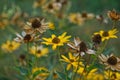 Yellow and gray dried flowers in the garden