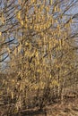 Many yellow hazel catkins hanging on hazel tree branches in the  background of blue sunny sky on an early spring day in Lithuania Royalty Free Stock Photo