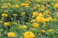 Many marigold flowers