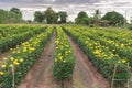 Many marigold flowers