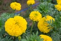 Many marigolds in the garden of the villagers